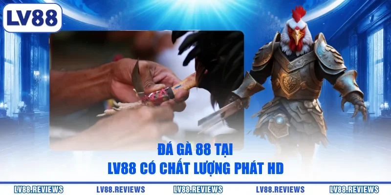 Đá Gà 88 tại LV88 có chất lượng phát HD