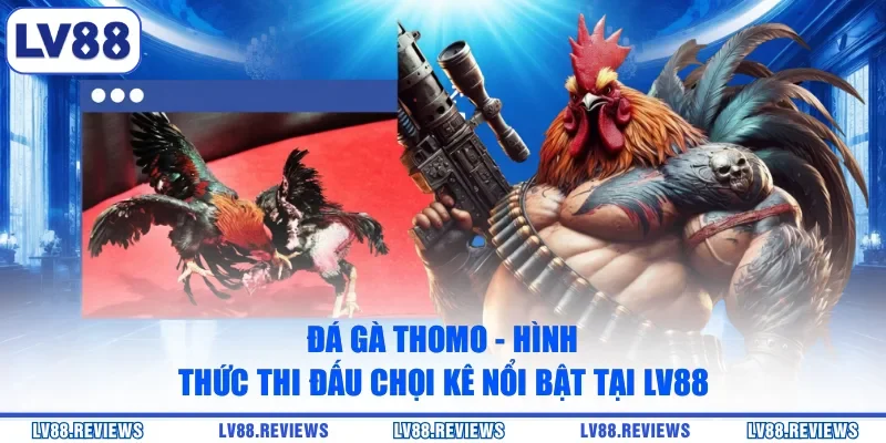 Đá Gà Thomo - Hình Thức Thi Đấu Chọi Kê Nổi Bật Tại LV88
