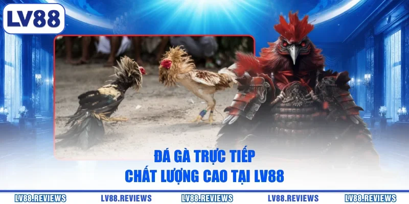 Đá gà trực tiếp chất lượng cao tại LV88