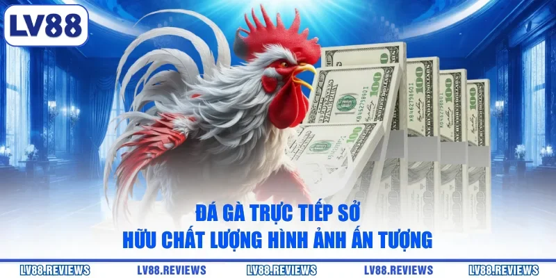 Đá gà trực tiếp sở hữu chất lượng hình ảnh ấn tượng
