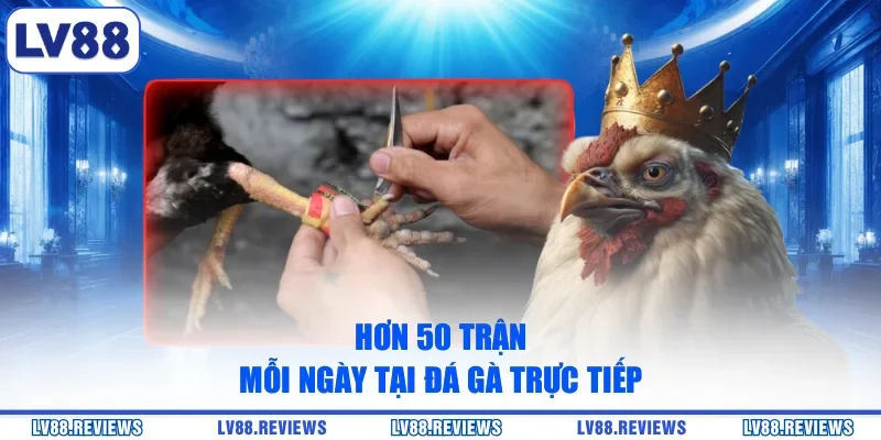Hơn 50 trận mỗi ngày tại đá gà trực tiếp