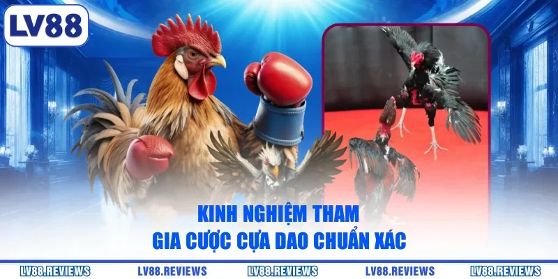 Kinh nghiệm tham gia cược cựa dao chuẩn xác