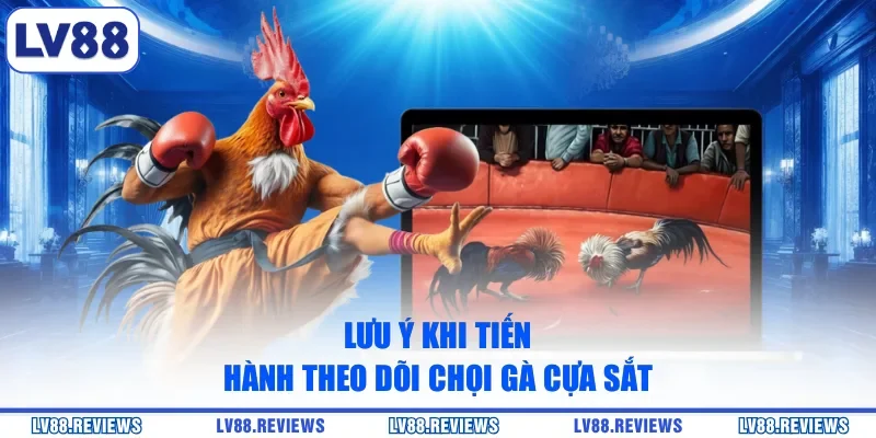 Lưu ý khi tiến hành theo dõi chọi gà cựa sắt