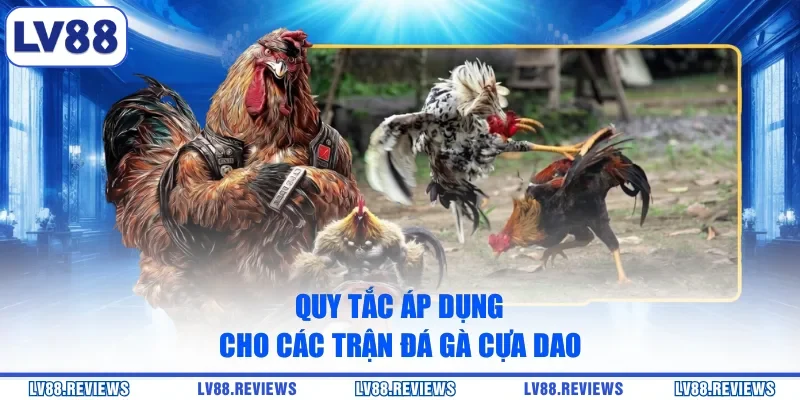 Quy tắc áp dụng cho các trận đá gà cựa dao